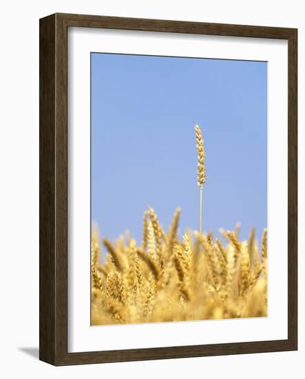 Wheat Field, Triticum Aestivum, Ears, Sky, Blue-Herbert Kehrer-Framed Photographic Print