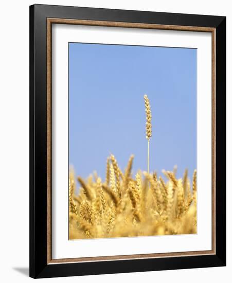 Wheat Field, Triticum Aestivum, Ears, Sky, Blue-Herbert Kehrer-Framed Photographic Print