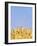 Wheat Field, Triticum Aestivum, Ears, Sky, Blue-Herbert Kehrer-Framed Photographic Print