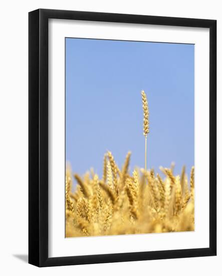 Wheat Field, Triticum Aestivum, Ears, Sky, Blue-Herbert Kehrer-Framed Photographic Print