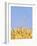 Wheat Field, Triticum Aestivum, Ears, Sky, Blue-Herbert Kehrer-Framed Photographic Print