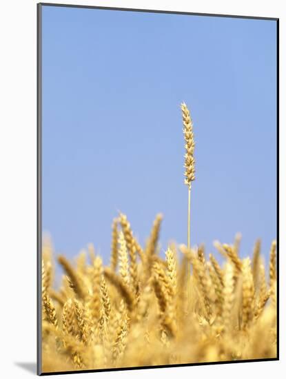 Wheat Field, Triticum Aestivum, Ears, Sky, Blue-Herbert Kehrer-Mounted Photographic Print