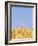 Wheat Field, Triticum Aestivum, Ears, Sky, Blue-Herbert Kehrer-Framed Photographic Print