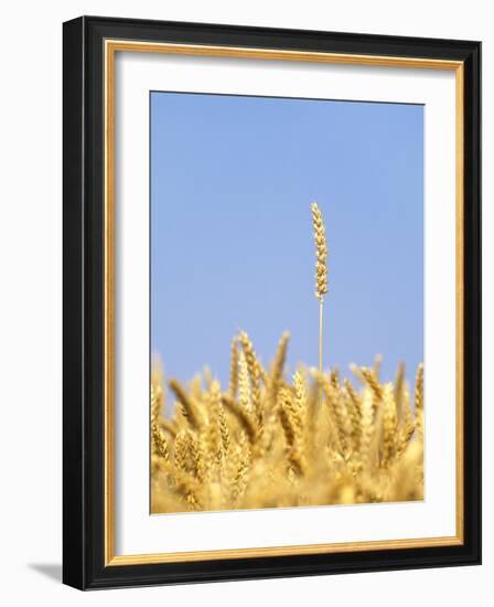 Wheat Field, Triticum Aestivum, Ears, Sky, Blue-Herbert Kehrer-Framed Photographic Print