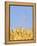 Wheat Field, Triticum Aestivum, Ears, Sky, Blue-Herbert Kehrer-Framed Premier Image Canvas