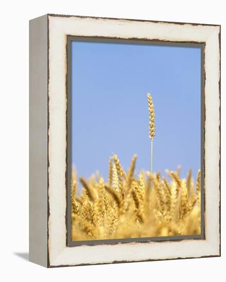 Wheat Field, Triticum Aestivum, Ears, Sky, Blue-Herbert Kehrer-Framed Premier Image Canvas