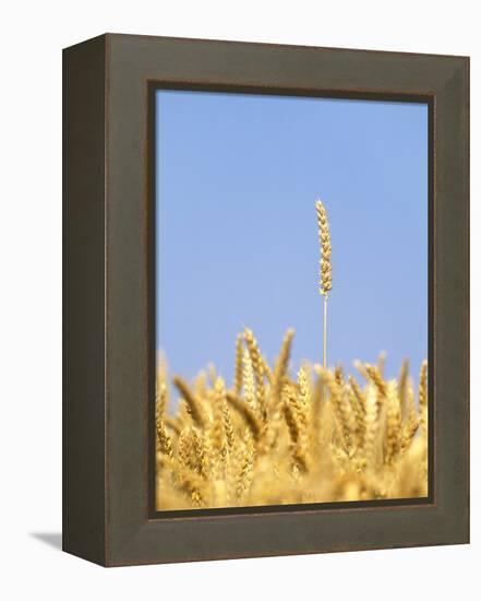 Wheat Field, Triticum Aestivum, Ears, Sky, Blue-Herbert Kehrer-Framed Premier Image Canvas