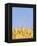 Wheat Field, Triticum Aestivum, Ears, Sky, Blue-Herbert Kehrer-Framed Premier Image Canvas