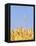 Wheat Field, Triticum Aestivum, Ears, Sky, Blue-Herbert Kehrer-Framed Premier Image Canvas