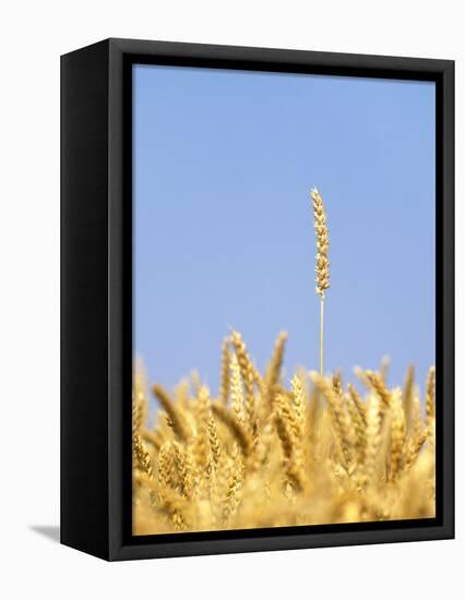 Wheat Field, Triticum Aestivum, Ears, Sky, Blue-Herbert Kehrer-Framed Premier Image Canvas