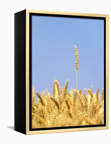 Wheat Field, Triticum Aestivum, Ears, Sky, Blue-Herbert Kehrer-Framed Premier Image Canvas