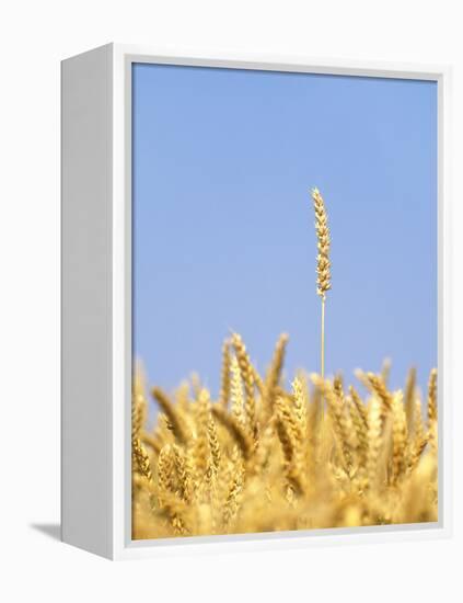 Wheat Field, Triticum Aestivum, Ears, Sky, Blue-Herbert Kehrer-Framed Premier Image Canvas