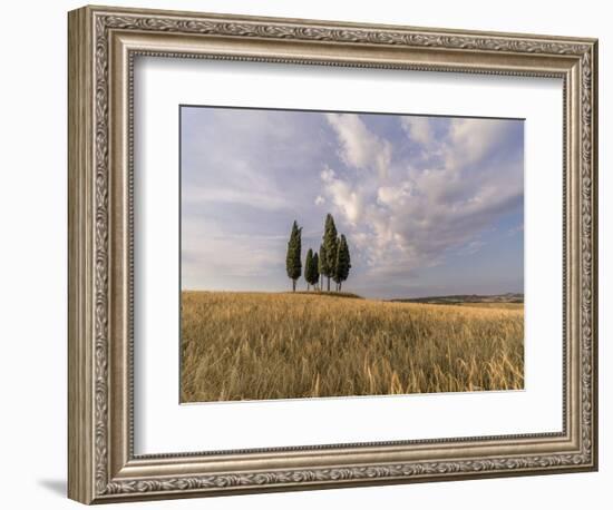 Wheat field with a group of cypress trees in the middle, Val d'Orcia, Tuscany, Italy, Europe-Francesco Fanti-Framed Photographic Print