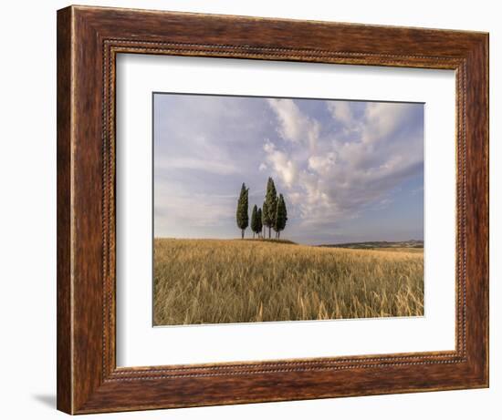 Wheat field with a group of cypress trees in the middle, Val d'Orcia, Tuscany, Italy, Europe-Francesco Fanti-Framed Photographic Print