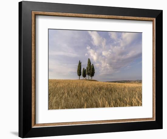 Wheat field with a group of cypress trees in the middle, Val d'Orcia, Tuscany, Italy, Europe-Francesco Fanti-Framed Photographic Print