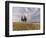 Wheat field with a group of cypress trees in the middle, Val d'Orcia, Tuscany, Italy, Europe-Francesco Fanti-Framed Photographic Print