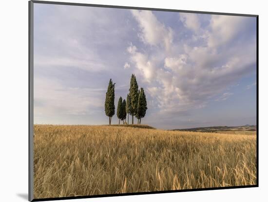 Wheat field with a group of cypress trees in the middle, Val d'Orcia, Tuscany, Italy, Europe-Francesco Fanti-Mounted Photographic Print