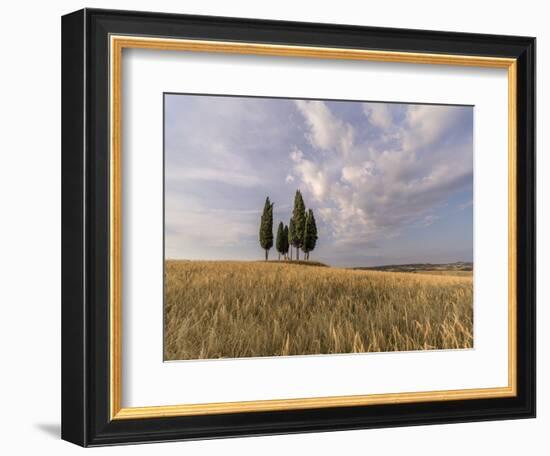 Wheat field with a group of cypress trees in the middle, Val d'Orcia, Tuscany, Italy, Europe-Francesco Fanti-Framed Photographic Print