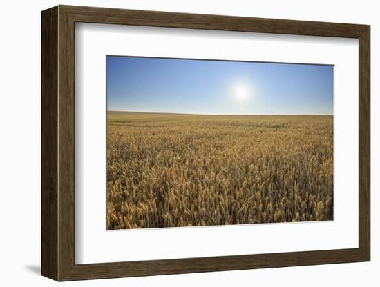 Wheat field with sun in summer, Marktheidenfeld, Franconia, Bavaria, Germany-Raimund Linke-Framed Photographic Print