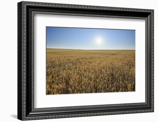 Wheat field with sun in summer, Marktheidenfeld, Franconia, Bavaria, Germany-Raimund Linke-Framed Photographic Print