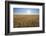 Wheat field with sun in summer, Marktheidenfeld, Franconia, Bavaria, Germany-Raimund Linke-Framed Photographic Print