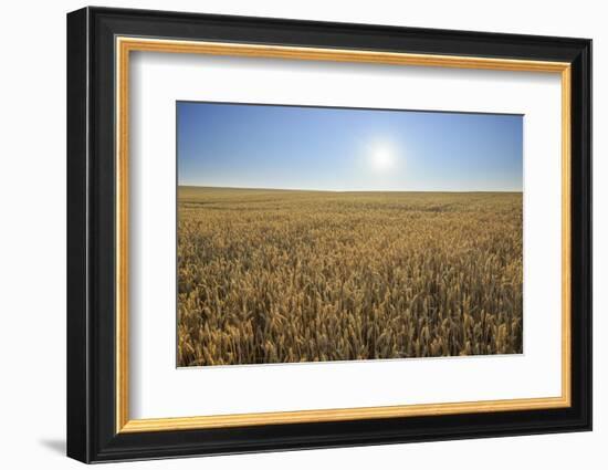 Wheat field with sun in summer, Marktheidenfeld, Franconia, Bavaria, Germany-Raimund Linke-Framed Photographic Print