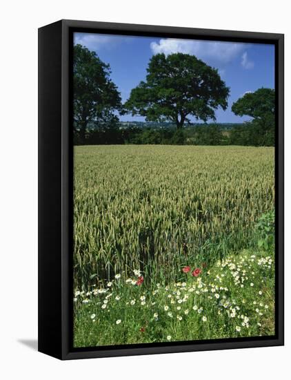 Wheat Field with Wild Flowers on the Edge on Farmland Near Warwick, Warwickshire, England, UK-David Hughes-Framed Premier Image Canvas