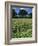 Wheat Field with Wild Flowers on the Edge on Farmland Near Warwick, Warwickshire, England, UK-David Hughes-Framed Photographic Print