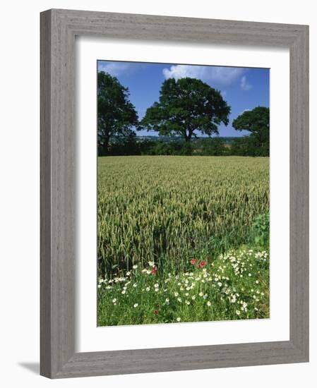 Wheat Field with Wild Flowers on the Edge on Farmland Near Warwick, Warwickshire, England, UK-David Hughes-Framed Photographic Print