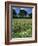 Wheat Field with Wild Flowers on the Edge on Farmland Near Warwick, Warwickshire, England, UK-David Hughes-Framed Photographic Print