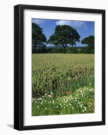 Wheat Field with Wild Flowers on the Edge on Farmland Near Warwick, Warwickshire, England, UK-David Hughes-Framed Photographic Print