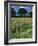 Wheat Field with Wild Flowers on the Edge on Farmland Near Warwick, Warwickshire, England, UK-David Hughes-Framed Photographic Print