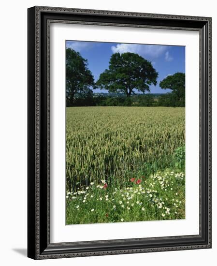 Wheat Field with Wild Flowers on the Edge on Farmland Near Warwick, Warwickshire, England, UK-David Hughes-Framed Photographic Print