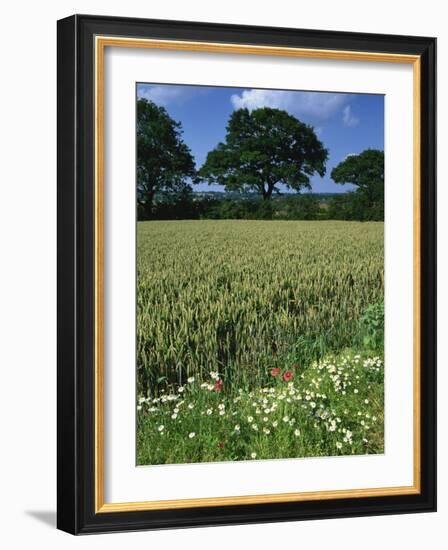 Wheat Field with Wild Flowers on the Edge on Farmland Near Warwick, Warwickshire, England, UK-David Hughes-Framed Photographic Print