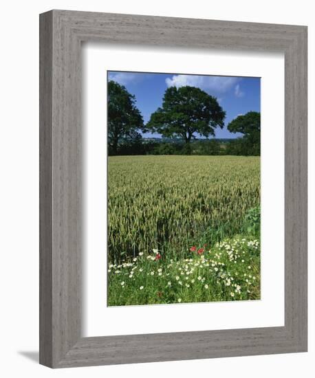 Wheat Field with Wild Flowers on the Edge on Farmland Near Warwick, Warwickshire, England, UK-David Hughes-Framed Photographic Print