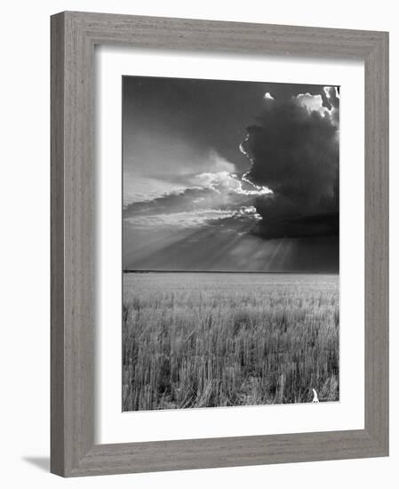 Wheat Field-Ed Clark-Framed Photographic Print