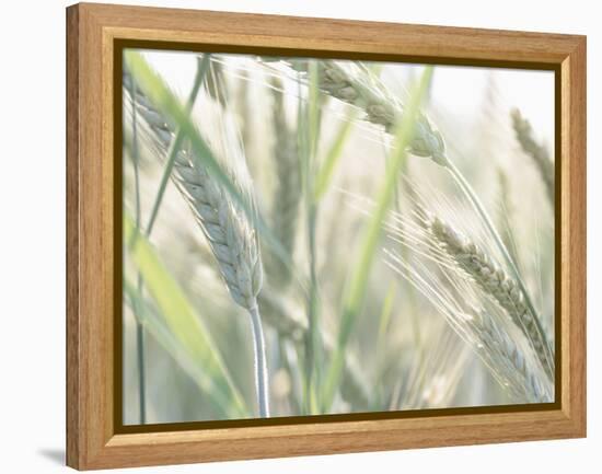 Wheat Field-null-Framed Premier Image Canvas