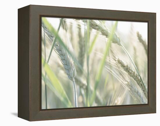 Wheat Field-null-Framed Premier Image Canvas