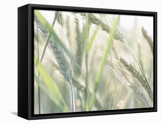 Wheat Field-null-Framed Premier Image Canvas