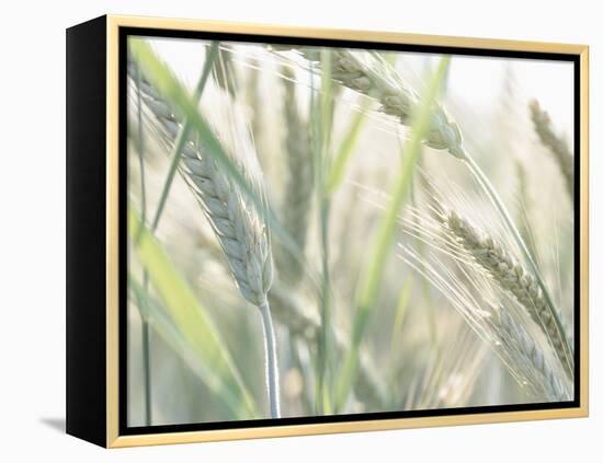 Wheat Field-null-Framed Premier Image Canvas