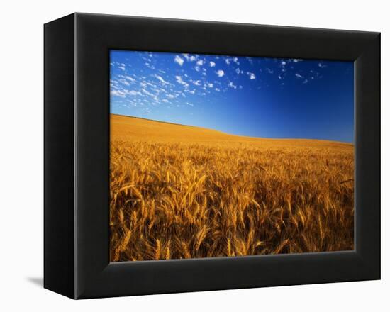 Wheat Field-Darrell Gulin-Framed Premier Image Canvas