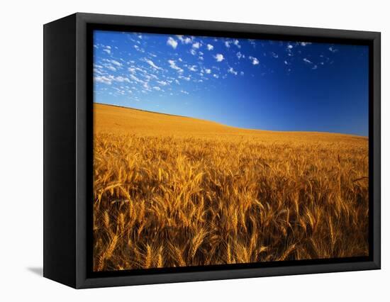 Wheat Field-Darrell Gulin-Framed Premier Image Canvas