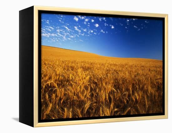 Wheat Field-Darrell Gulin-Framed Premier Image Canvas