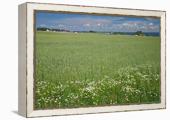 Wheat Field-Bjorn Svensson-Framed Premier Image Canvas