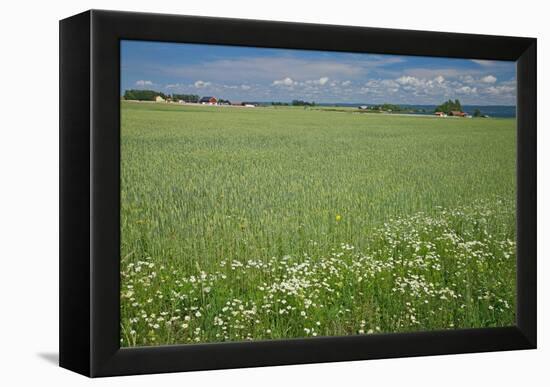 Wheat Field-Bjorn Svensson-Framed Premier Image Canvas