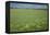 Wheat Field-Bjorn Svensson-Framed Premier Image Canvas