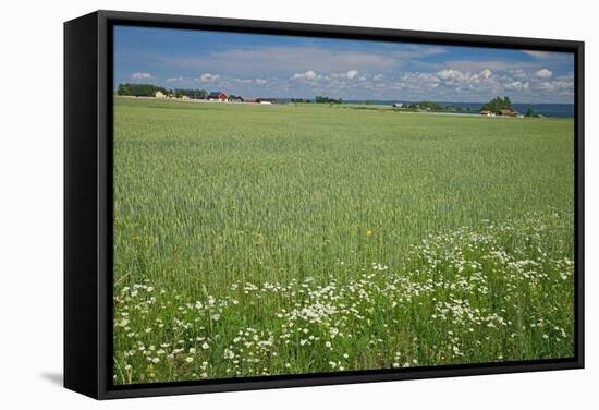 Wheat Field-Bjorn Svensson-Framed Premier Image Canvas