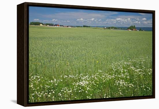 Wheat Field-Bjorn Svensson-Framed Premier Image Canvas