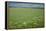 Wheat Field-Bjorn Svensson-Framed Premier Image Canvas