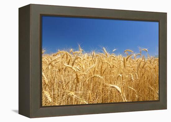 Wheat Field-Craig Tuttle-Framed Premier Image Canvas